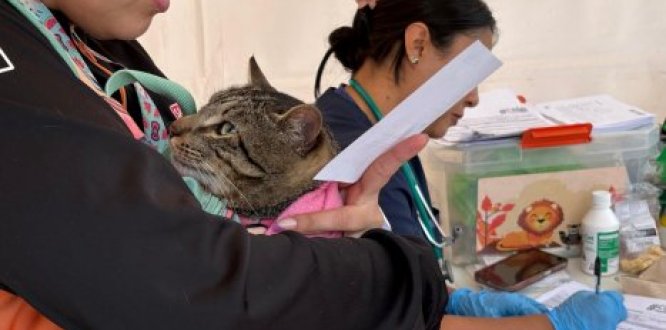 Foto de animales